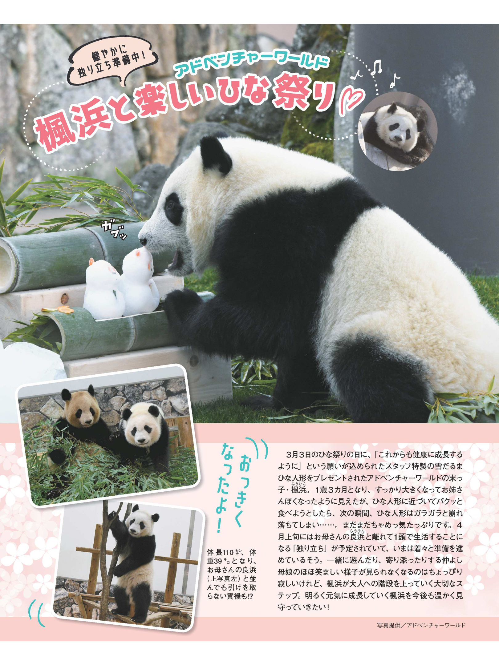 熊猫 女性自身2022年3月22日号 - itotii