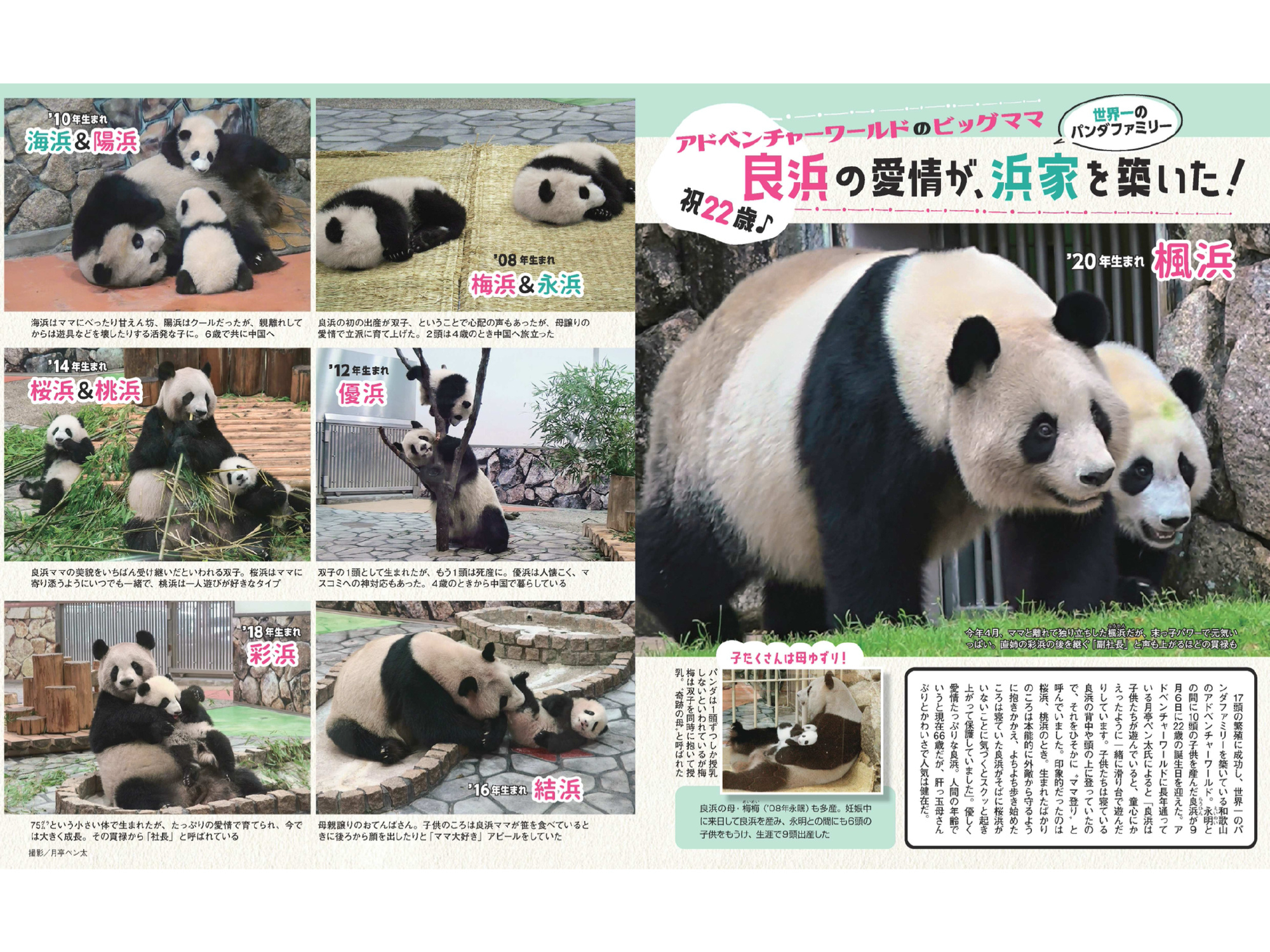 熊猫 女性自身2022年9月20日号 - itotii