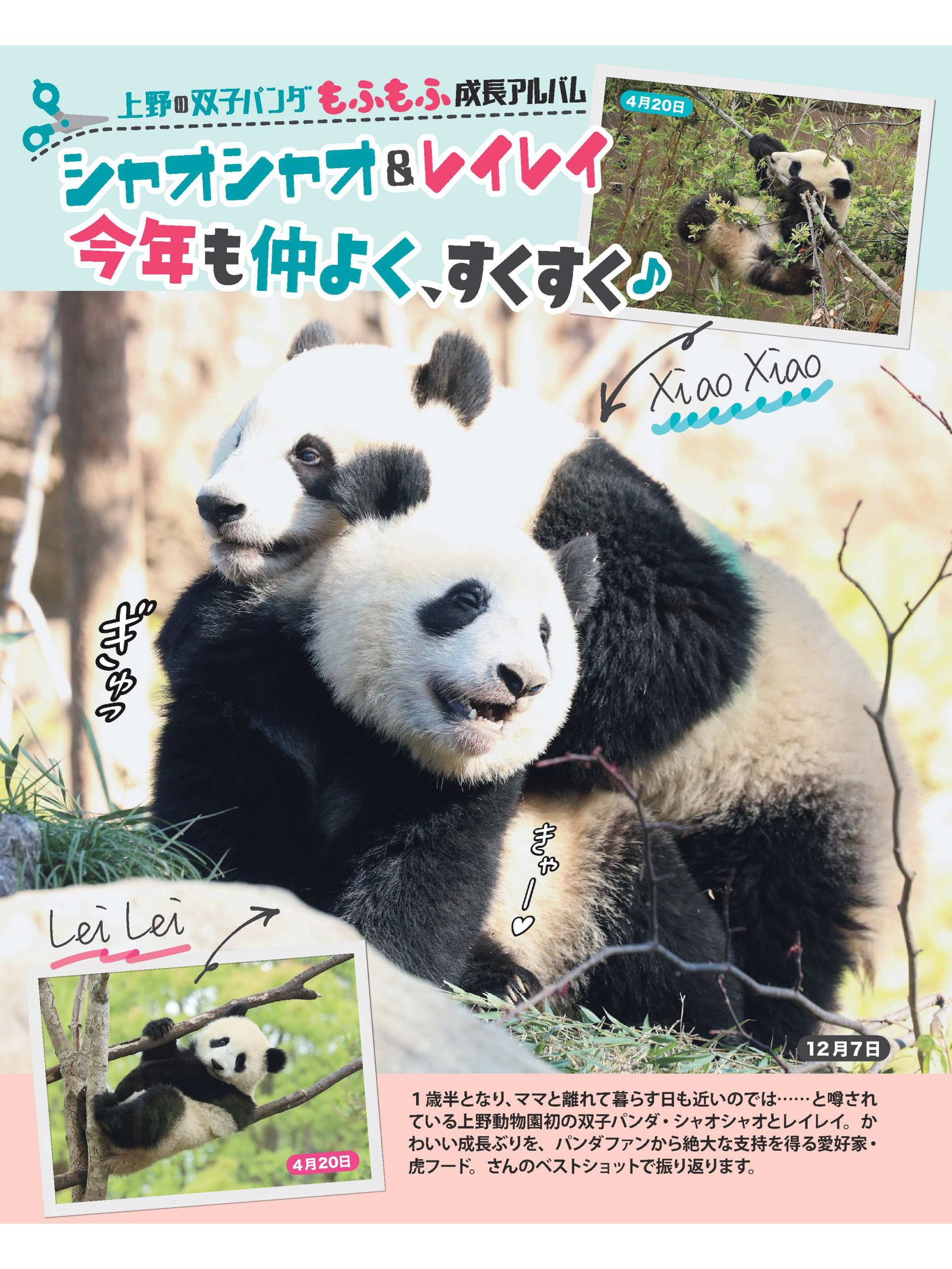 熊猫 女性自身2023年1月17·24日合併号 - itotii